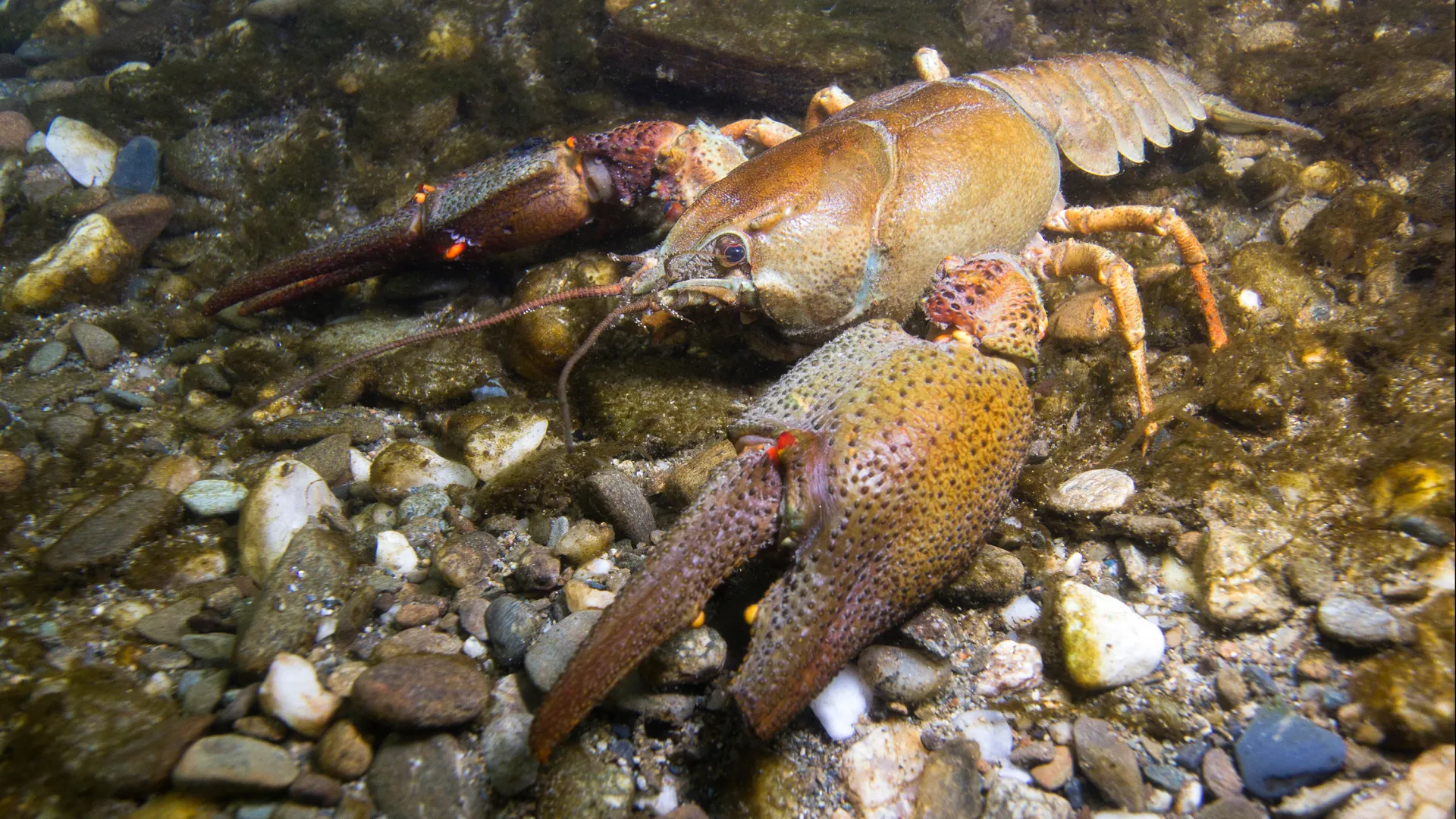 Europäischer Flusskrebs (Astacus astacus)